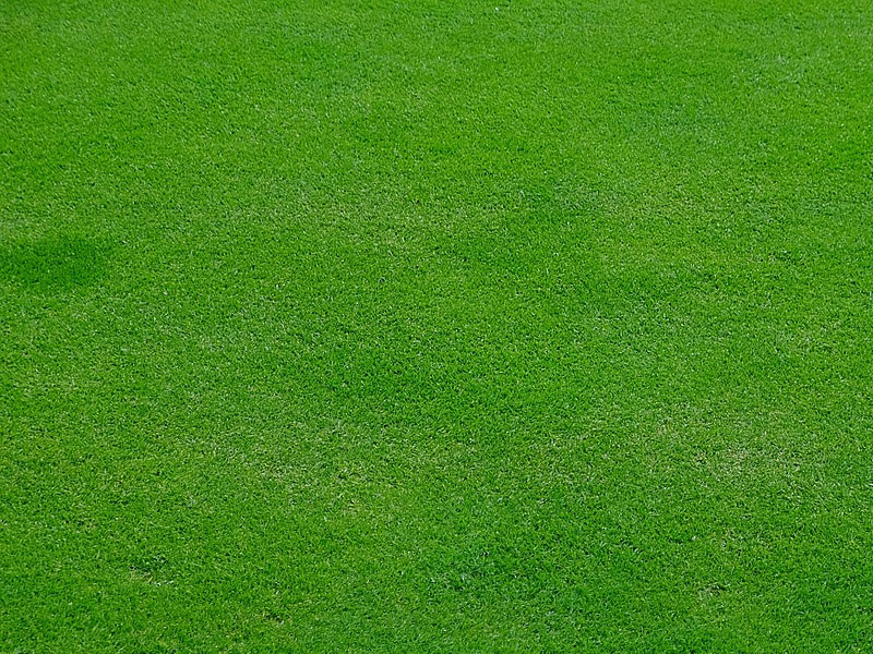 หญ้าปลูกพื้นรอบบ้าน แต่ละประเภท ยอดนิยม ในประเทศไทย มีอะไรบ้าง