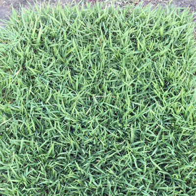 หญ้านวลน้อย