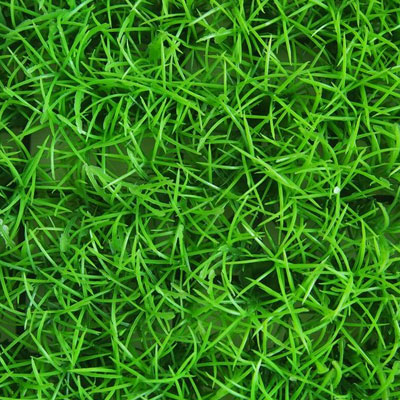 หญ้าญี่ปุ่น