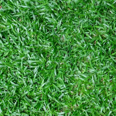 หญ้ามาเลเซีย