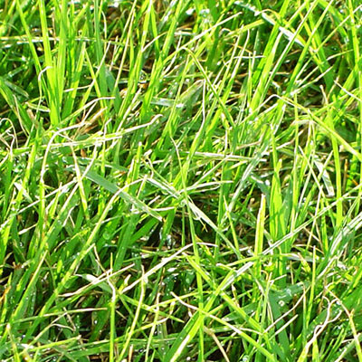 หญ้าเบอร์มิวด้า