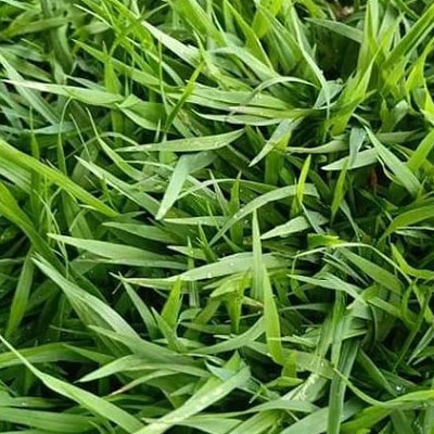 หญ้าพาสพาลัม