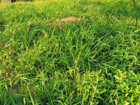 หากปล่อยหญ้าที่บ้านยาว รกรุงรัง โดยไม่ตัดเป็นประจำ อาจเกิดผลเสียหลายประการ