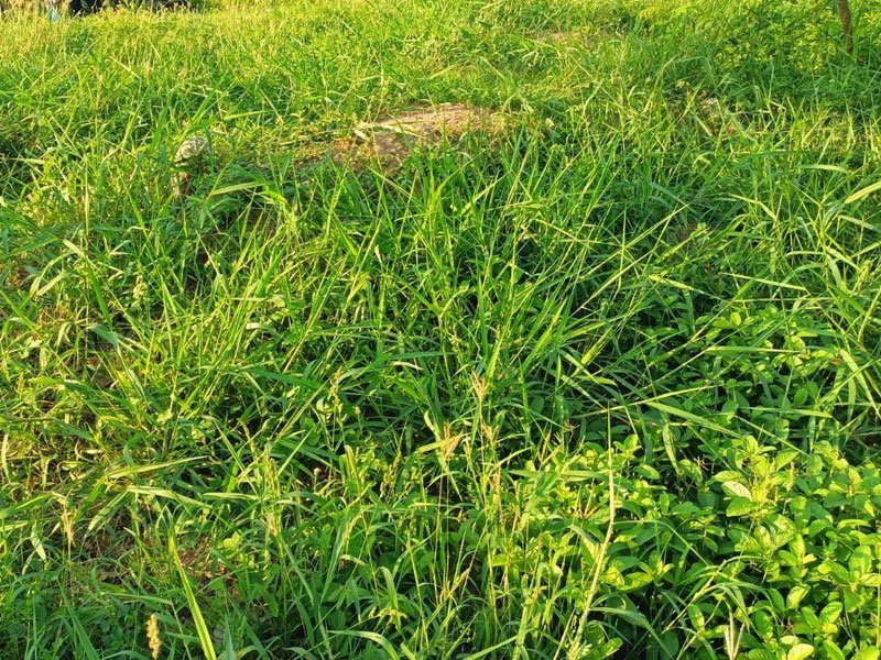 หากปล่อยหญ้าที่บ้านยาว รกรุงรัง โดยไม่ตัดเป็นประจำ อาจเกิดผลเสียหลายประการ