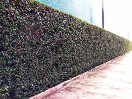 ต้นชาฮกเกี้ยน