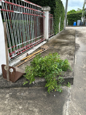 เศษถอนรากหญ้า(ด้วยมือ) ก่อนเริ่มทำการตัดหญ้า