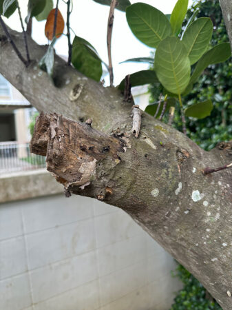 รับตัดกิ่งไม้ หนาแค่ไหน ก็ตัดได้ พื้นที่แคบลุงก็ตัดได้