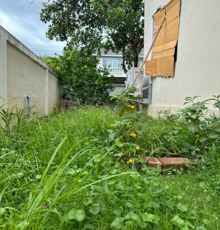 ก่อนตัดหญ้ารอบบ้าน มีหญ้าขึ้นสูง เพราะเป็นช่วงฤดูฝน ลุงจะทำการถอนบางส่วน แล้วจึงตัดด้วยเครื่อง