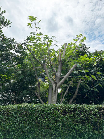 หมดปัญหากิ่งไม้จากต้นไม้พันสายไฟ และตัดแต่งกิ่งไม่ให้ต้นไม้ตาย เตรียมออกใบใหม่ในวัดถัดไป