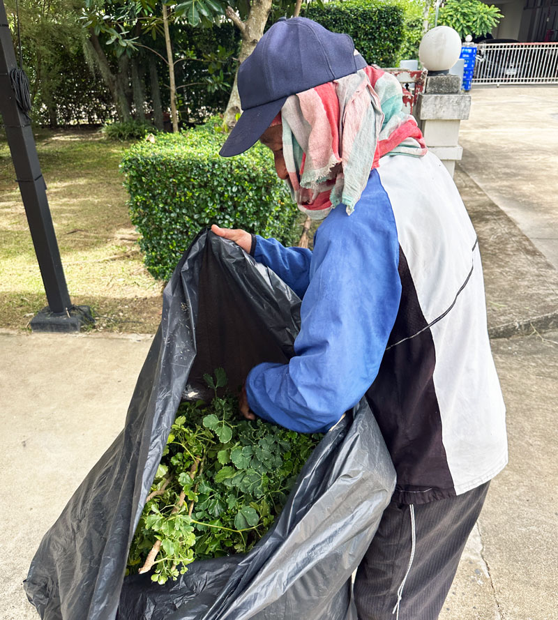 ลุงสุชาติกำลังเก็บหญ้าไปทิ้ง