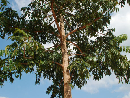 รายชื่อต้นไม้ที่ไม่ควรปลูกชิดบ้าน